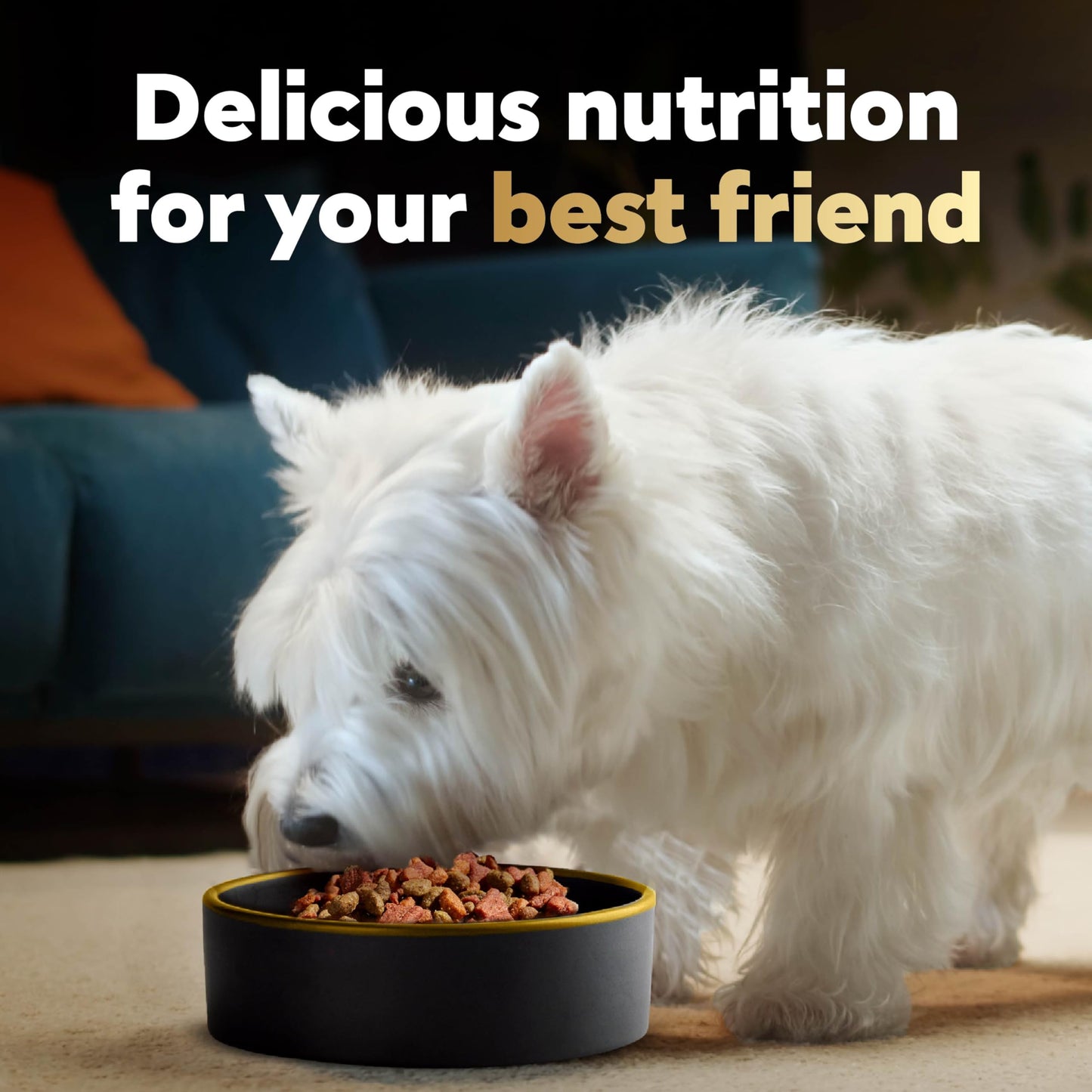 Small Breed Dry Dog Food Filet Mignon Flavor and Spring Vegetables Garnish, 5 lb. Bag