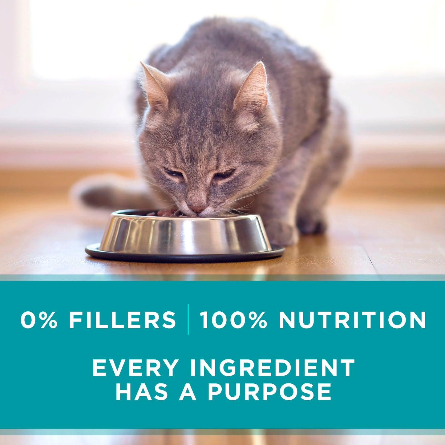 Natural Grain Free Wet Cat Food Pate, Chicken Recipe - (Pack of 24) 3 oz. Pull-Top Cans